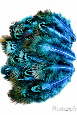 Fagiano dorato - 5-8 cm - menta-turchese